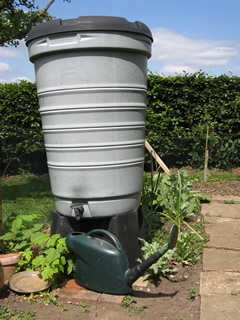 Veg Garden rain hrvesting water butt and watering can